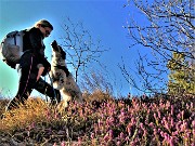 29 Erica in fiore sul sentiero